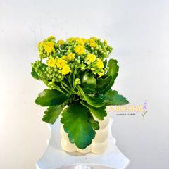 Chậu cây sống đời (Cây xanh)