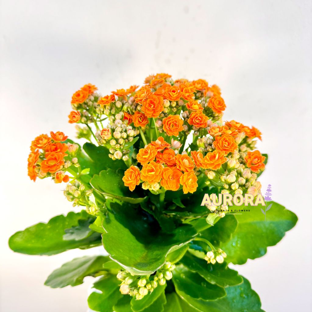 Chậu cây sống đời (Cây xanh)