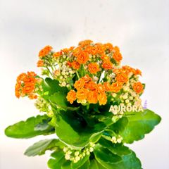 Chậu cây sống đời (Cây xanh)