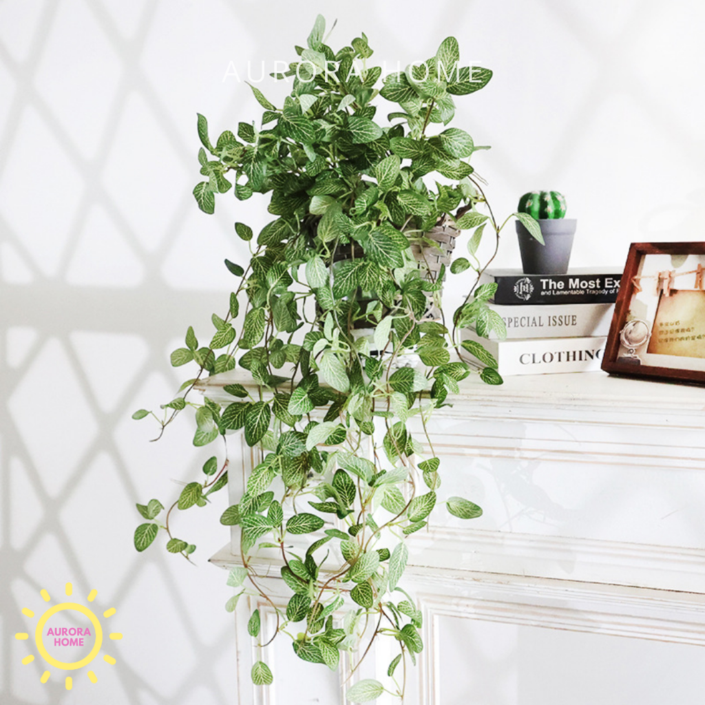 Chậu cây thường xuân rủ decor