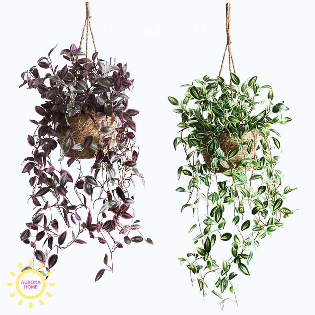 Chậu cây thường xuân rủ decor