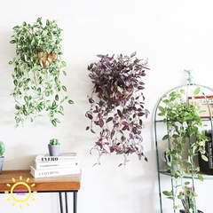 Chậu cây thường xuân rủ decor