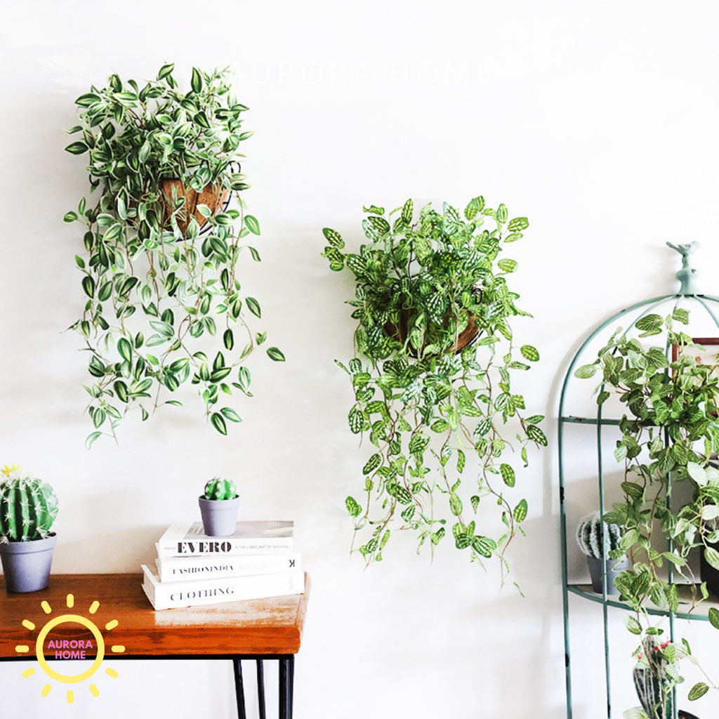 Chậu cây thường xuân rủ decor