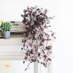 Chậu cây thường xuân rủ decor