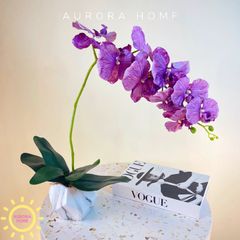 Chậu hoa Lan hồ điệp cánh bướm cao cấp