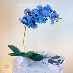 Chậu hoa Lan hồ điệp cánh bướm cao cấp