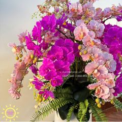 Chậu hoa lan hồ điệp Pink Purple trang trí đại sảnh