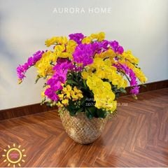 Chậu hoa lan hồ điệp Nevalia trang trí đại sảnh (Cắm 4 mặt)