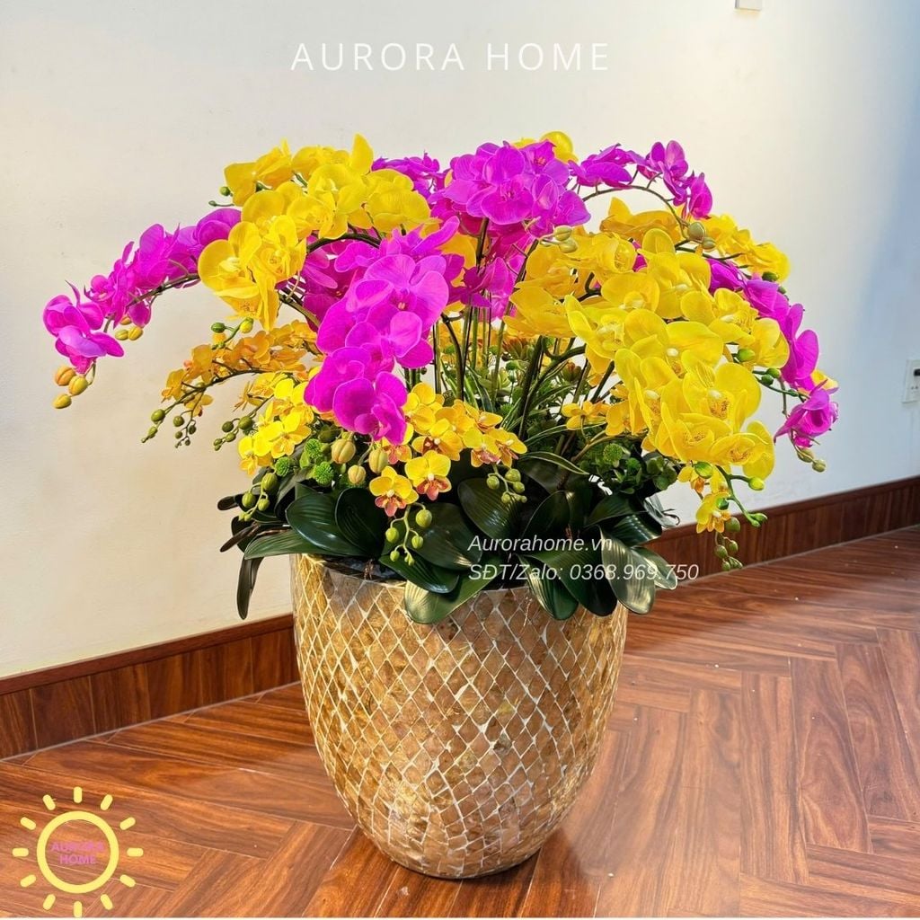 Chậu hoa lan hồ điệp Nevalia trang trí đại sảnh (Cắm 4 mặt)