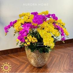 Chậu hoa lan hồ điệp Nevalia trang trí đại sảnh (Cắm 4 mặt)