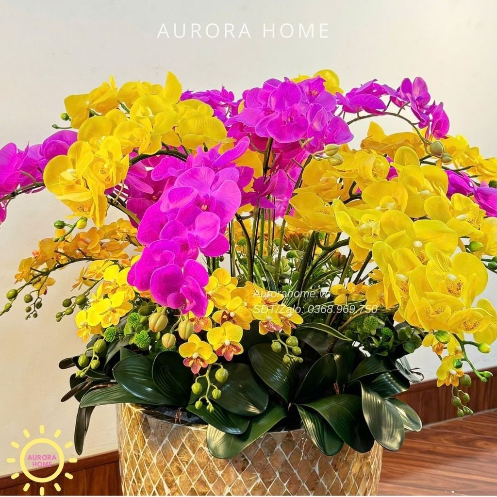 Chậu hoa lan hồ điệp Nevalia trang trí đại sảnh (Cắm 4 mặt)