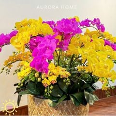 Chậu hoa lan hồ điệp Nevalia trang trí đại sảnh (Cắm 4 mặt)