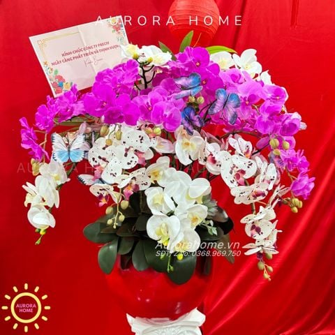 Chậu hoa lan hồ điệp Xexemia cao cấp trang trí Tết