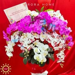 Chậu hoa lan hồ điệp Xexemia cao cấp trang trí Tết