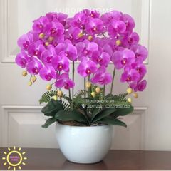 Chậu hoa lan hồ điệp Sắc Tím Mộng Mơ