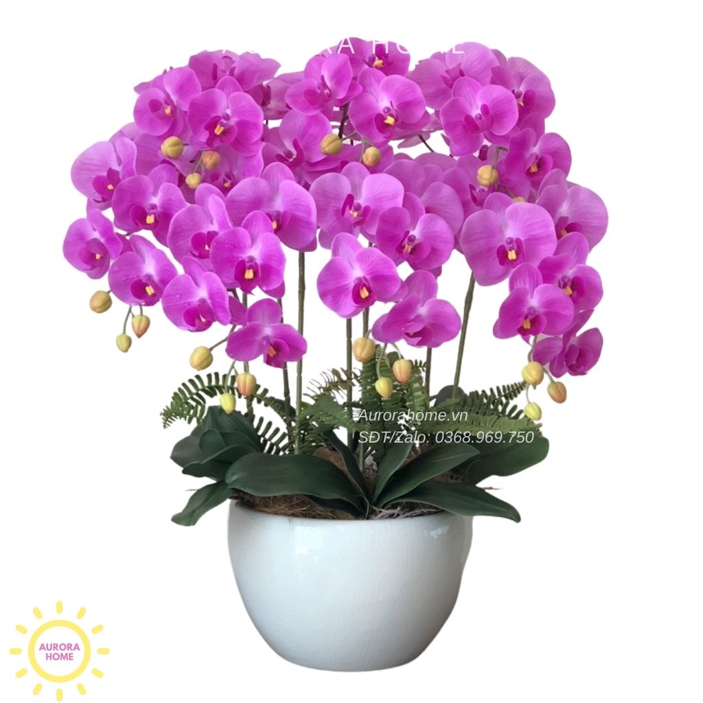 Chậu hoa lan hồ điệp Sắc Tím Mộng Mơ