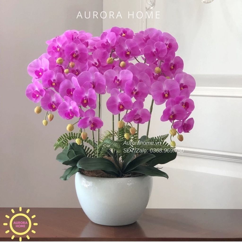 Chậu hoa lan hồ điệp Sắc Tím Mộng Mơ