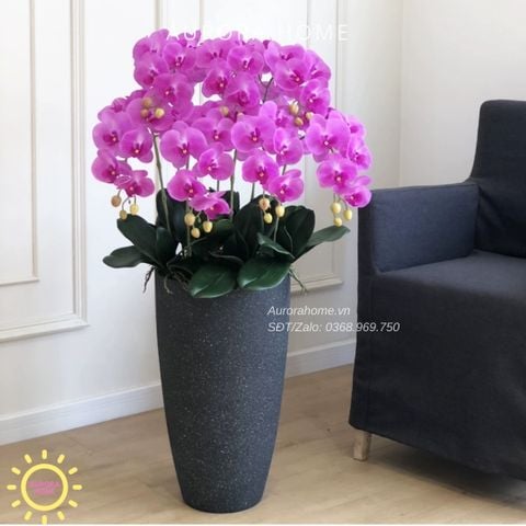 Chậu hoa lan hồ điệp Sắc Tím Mộng Mơ (Mẫu 02)