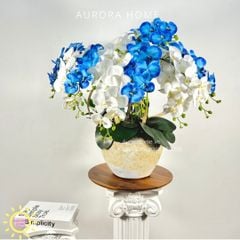 Chậu hoa lan hồ điệp Thanh Cảnh cao cấp