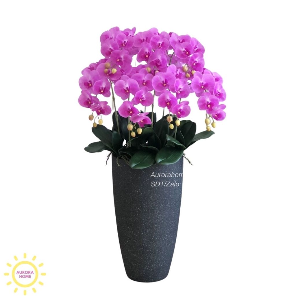 Chậu hoa lan hồ điệp Sắc Tím Mộng Mơ (Mẫu 02)