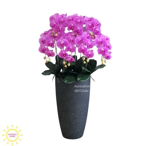 Chậu hoa lan hồ điệp Sắc Tím Mộng Mơ (Mẫu 02)