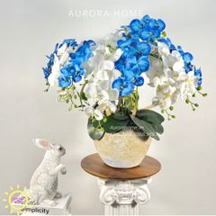 Chậu hoa lan hồ điệp Thanh Cảnh cao cấp
