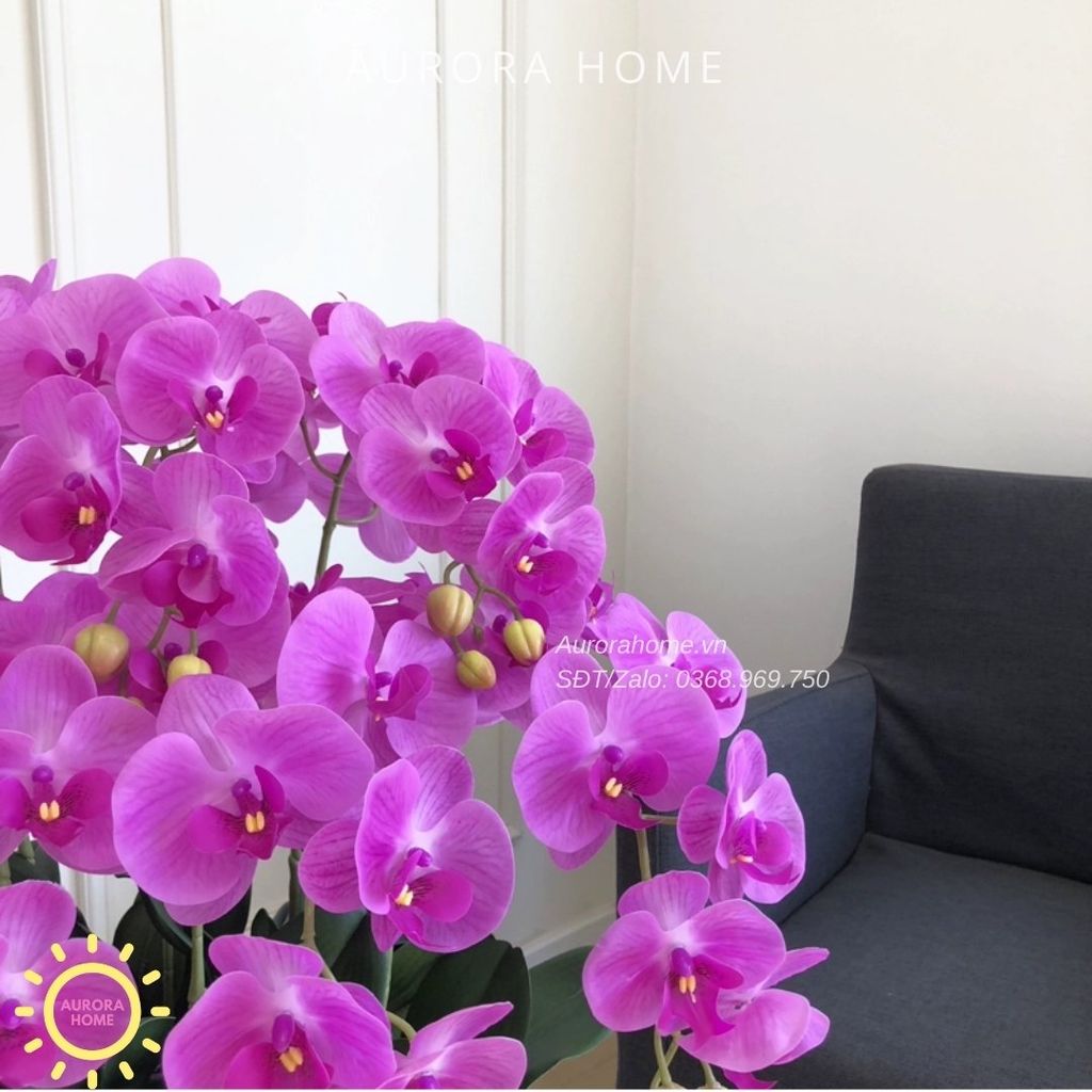 Chậu hoa lan hồ điệp Sắc Tím Mộng Mơ (Mẫu 02)