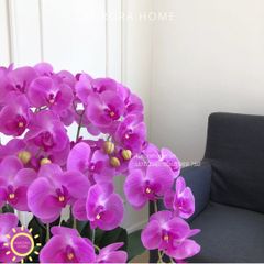 Chậu hoa lan hồ điệp Sắc Tím Mộng Mơ (Mẫu 02)