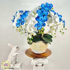 Chậu hoa lan hồ điệp Thanh Cảnh cao cấp