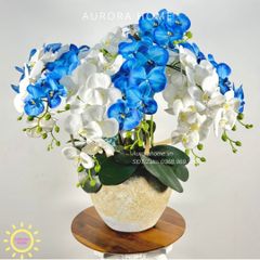 Chậu hoa lan hồ điệp Thanh Cảnh cao cấp