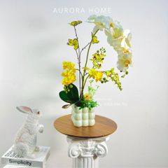 Chậu hoa lan hồ điệp Mera Buta xinh xắn