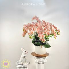 Chậu hoa lan hồ điệp Bling Pink Pinky