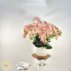 Chậu hoa lan hồ điệp Bling Pink Pinky
