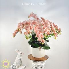 Chậu hoa lan hồ điệp Bling Pink Pinky