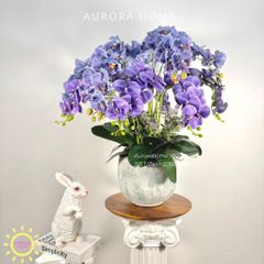 Chậu hoa lan hồ điệp Vĩnh Dạ Tiên cao cấp