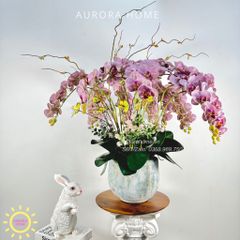 Chậu hoa lan hồ điệp cổ điển Mộng Ảo