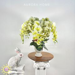 Chậu hoa lan hồ điệp Ban Mai Xanh