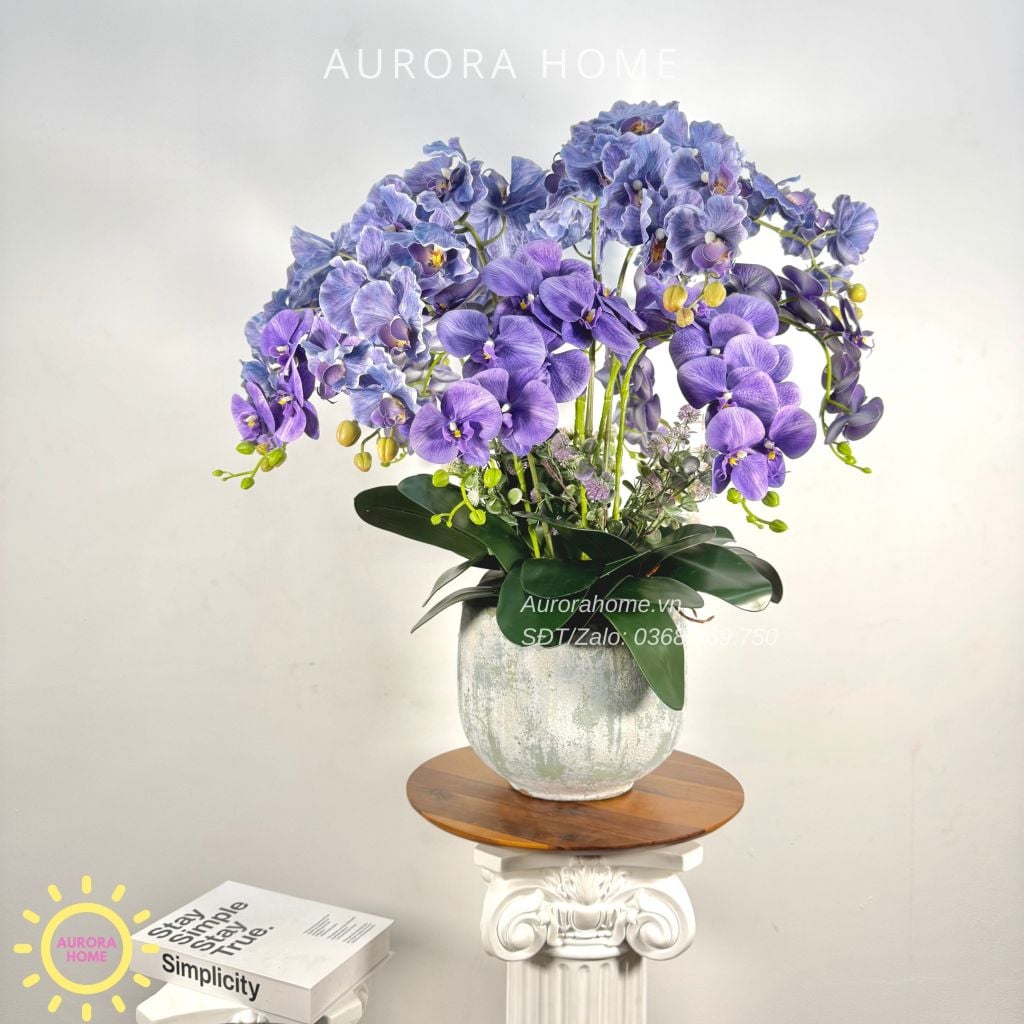 Chậu hoa lan hồ điệp Vĩnh Dạ Tiên cao cấp