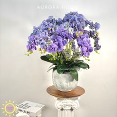 Chậu hoa lan hồ điệp Vĩnh Dạ Tiên cao cấp