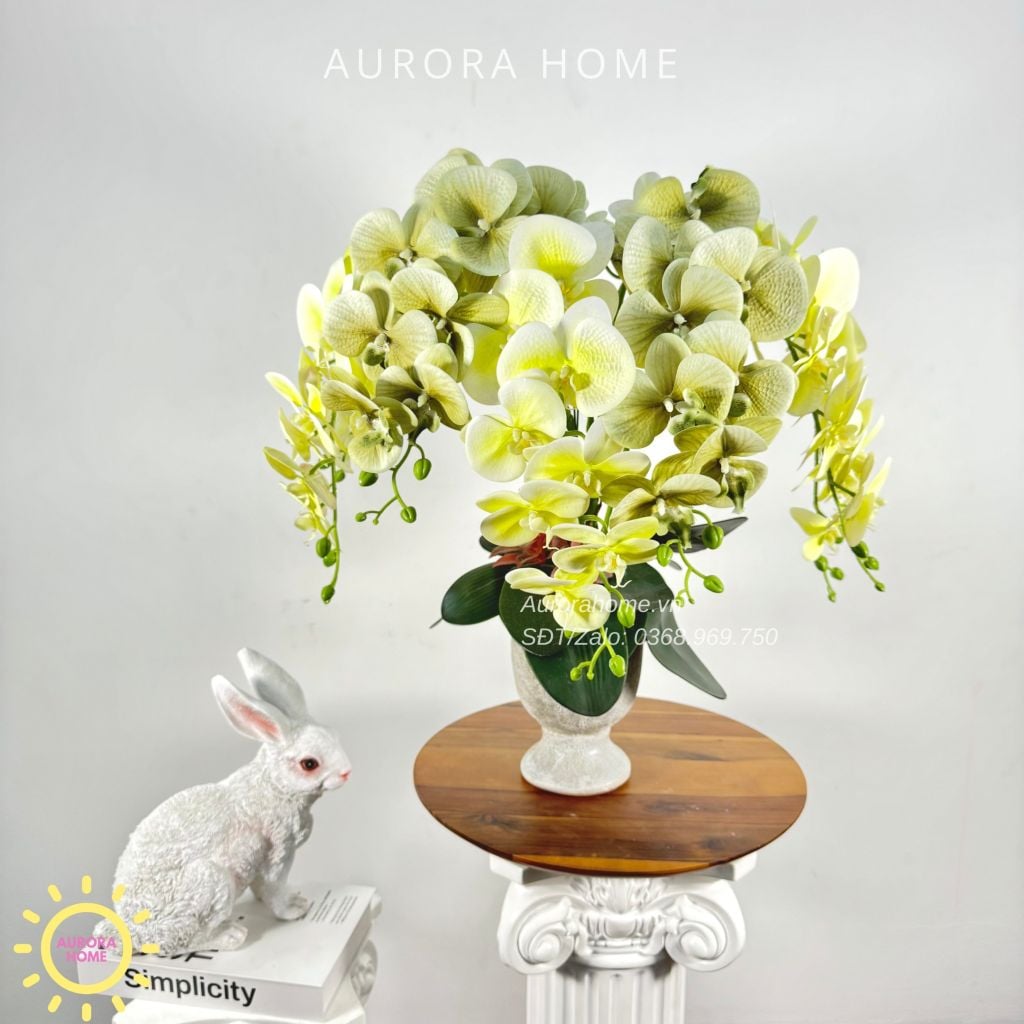 Chậu hoa lan hồ điệp Ban Mai Xanh