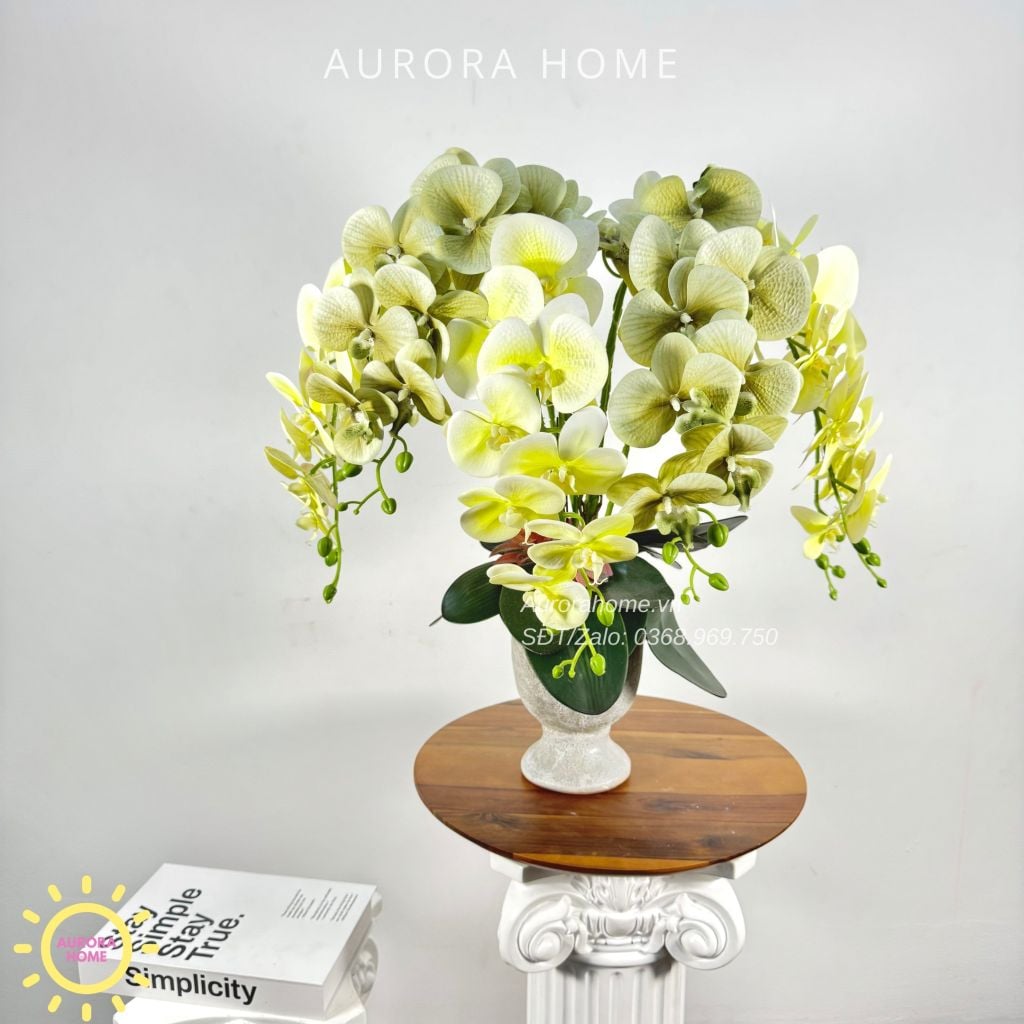 Chậu hoa lan hồ điệp Ban Mai Xanh