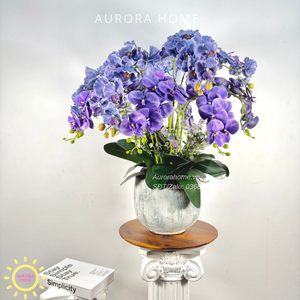 Chậu hoa lan hồ điệp Vĩnh Dạ Tiên cao cấp