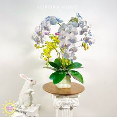 Chậu hoa lan hồ điệp Kena Siver xinh xắn