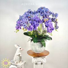 Chậu hoa lan hồ điệp Vĩnh Dạ Tiên cao cấp