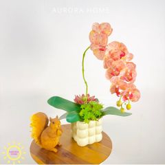 Chậu hoa lan hồ điệp 1 bông Fara Lover