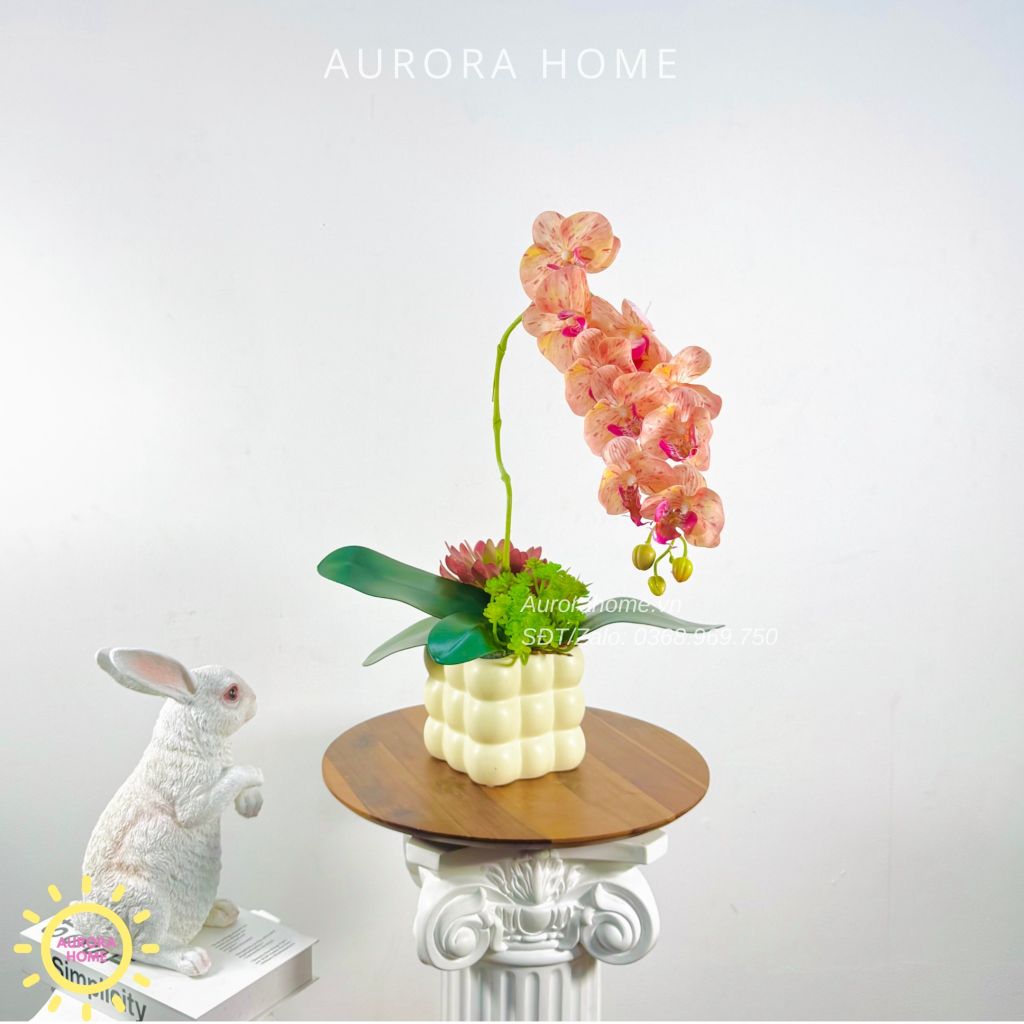 Chậu hoa lan hồ điệp 1 bông Fara Lover