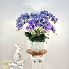 Chậu hoa lan hồ điệp Vĩnh Dạ Tiên cao cấp