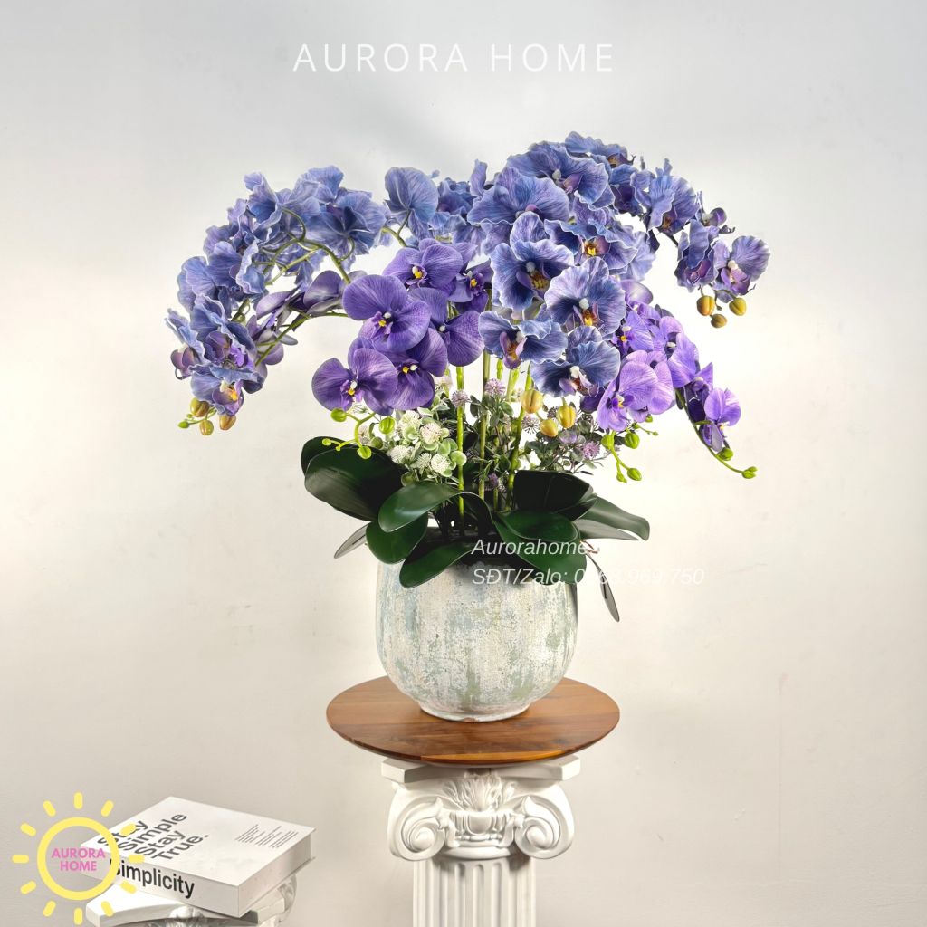 Chậu hoa lan hồ điệp Vĩnh Dạ Tiên cao cấp