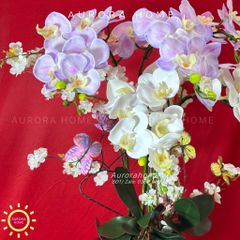 Chậu hoa lan hồ điệp An Yên Lạc Cảnh xinh xắn