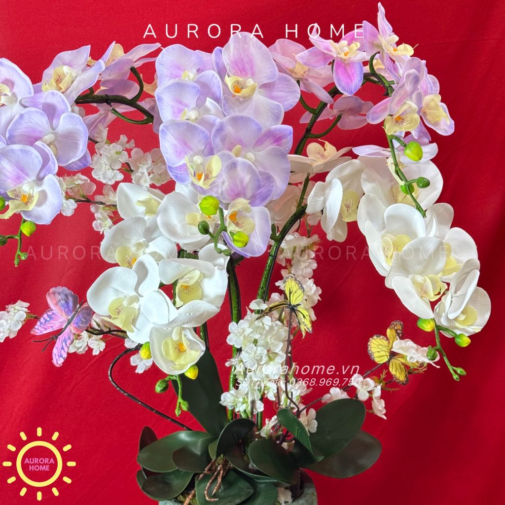 Chậu hoa lan hồ điệp An Yên Lạc Cảnh xinh xắn